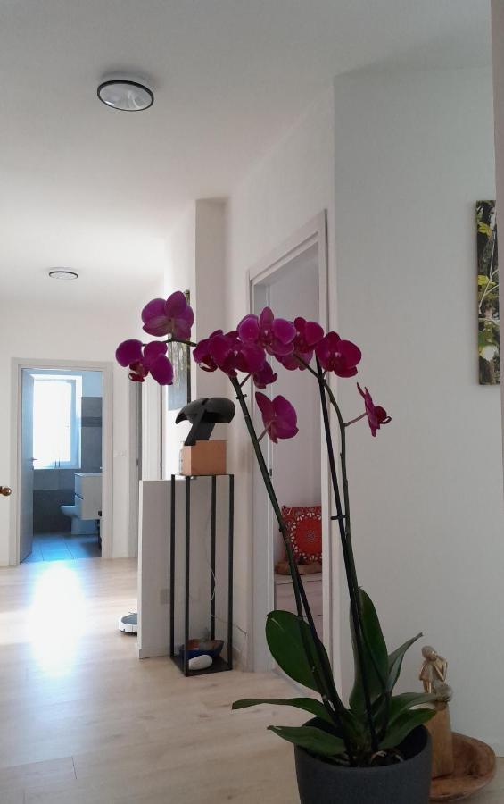 Appartment Lodged Mamma Maria Mattarello Esterno foto